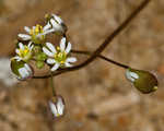 Spring draba